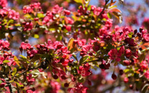 A crabapple tree in the Lawn Garden blooms with small pink flowers.