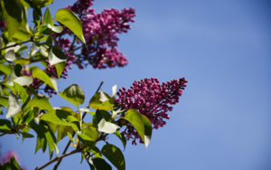 Purple lilac in bloom against the blue sky.