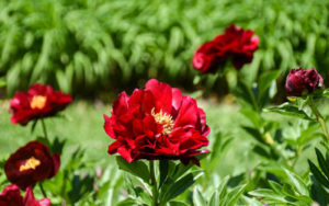 Red peonies in bloom in the Lawn Garden.