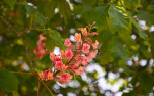 Orange pink and red horse chestnut flower in bloom