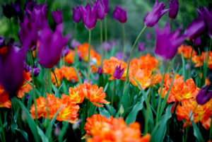 Purple tulips and other orange flowers blooms at the garden