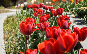Red tulips in bloom in the court.