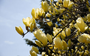 Yellow magnolia in bloom.