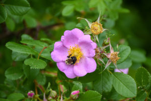 A bumblebee rolls around in the pollen-filled center of a flower near the Wildlife Refuge Pond.