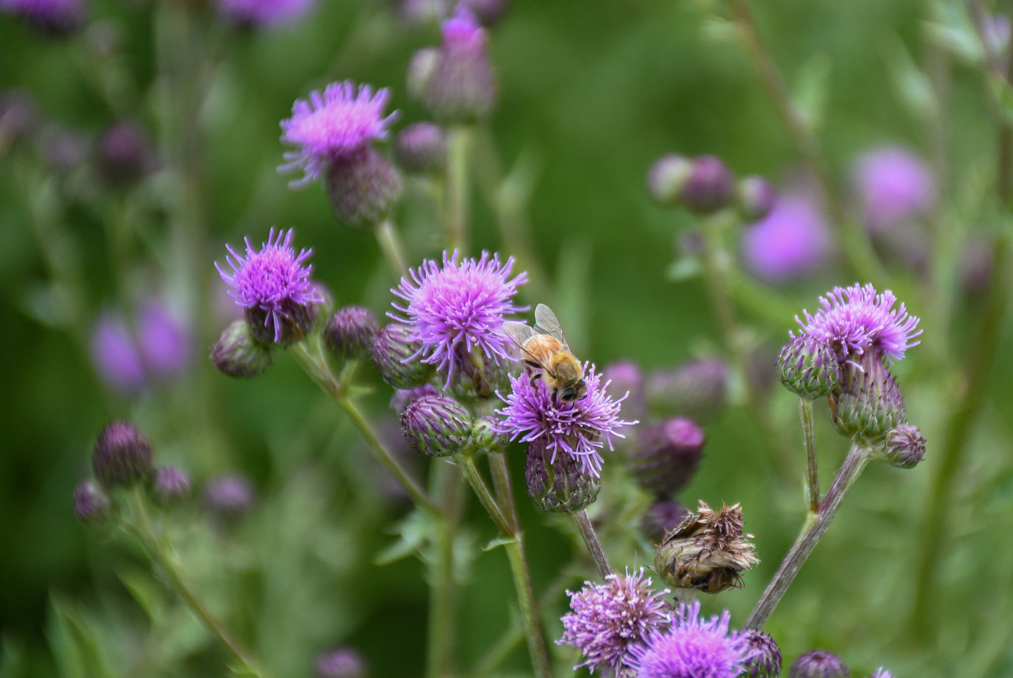 Honeybees fly around flowers collecting pollen.