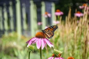 A monarch butterfly perches on a pink flower in the Nadeau Garden.