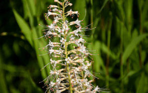 With small white blooms, this plant flowers in a tall stalk-like form.