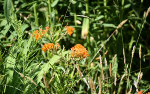 Butterfly weed in bloom on a sunny day.