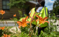 Daylilies show off their flowers as volunteers work behind them.
