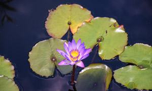 A water lily pops out of the pond in The Ramble.