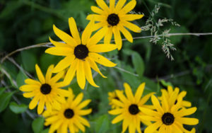 The famous yellow flowers with black centers, these can be found all over the Garden.