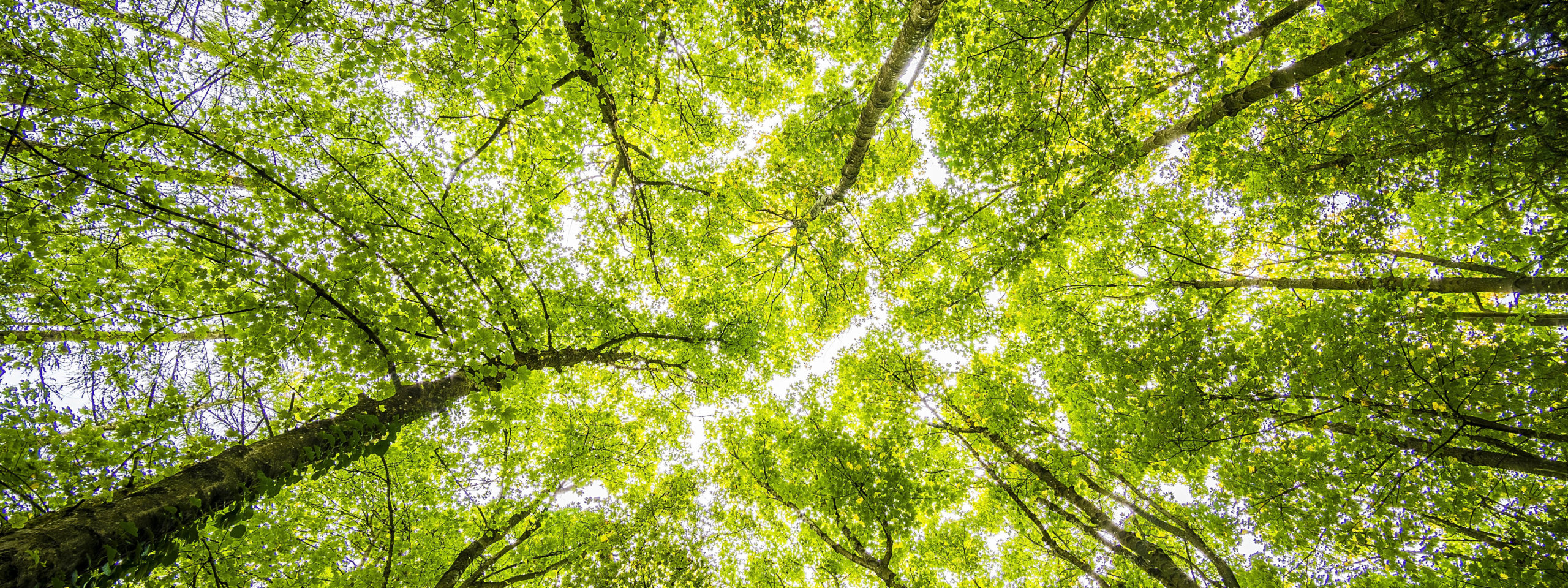 A view looking upward toward the trees above.