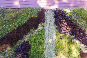 The finished living wall has rainbow colored flowers and sits in the Garden Within Reach.