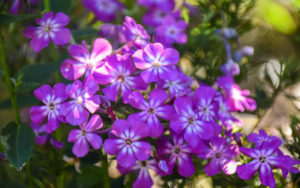 Purple phlox in bloom.
