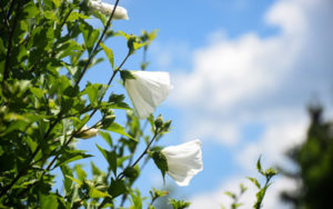 Rose of Sharon in bloom with blue skies behind it.