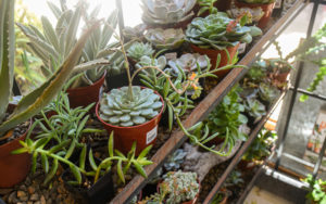 Various succulents rest on a shelf in the Garden Shop.Various succulents rest on a shelf in the Garden Shop.