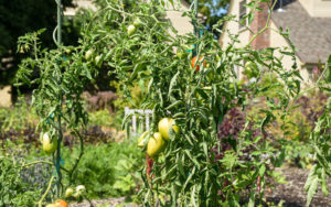 Tomatoes ripen in the Vegetable Garden.