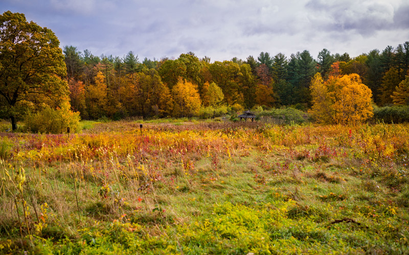 Fall foliage from The Garden