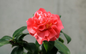 A pink camellia in bloom in the Limonaia.