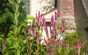 Thin pink and white flowers in the Cottage Garden.