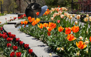 Tulips pop in the raised beds of The Court.