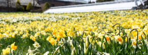 The daffodil field in bloom