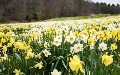 White and yellow daffodils bloom during spring at the Garden