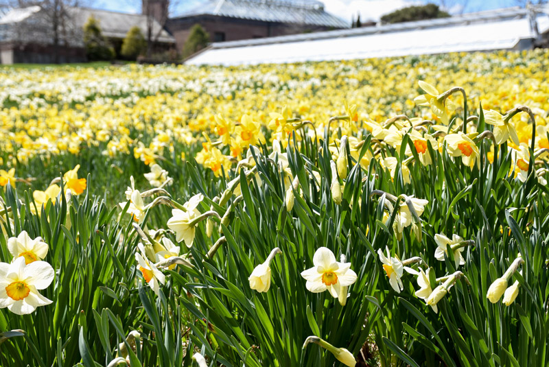 the daffodil field in bloom