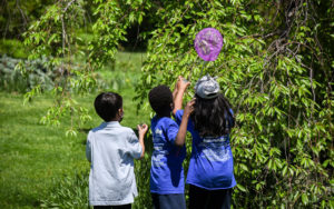 Three children with a purple net trying to catch a bug in a tree