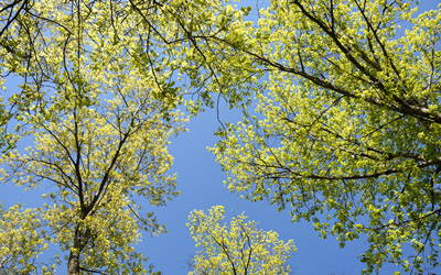 Green leaves sprout on trees in the Inner Park.