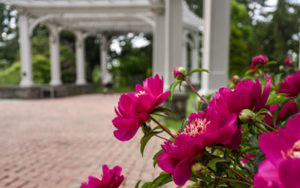 Pink peonies in bloom by the pergolas of the Lawn Garden.