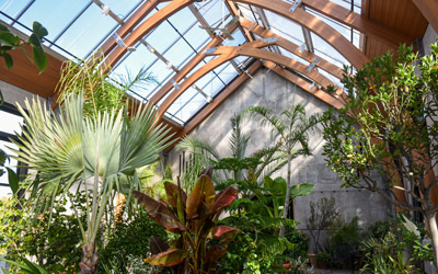 The blue sky shows through the ceiling of the Limonaia with plants in the foreground.