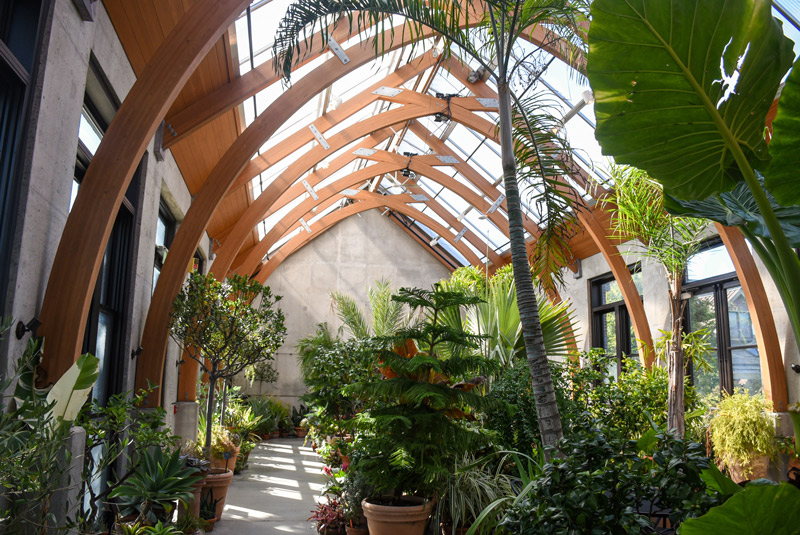 The Limonaia is filled with plants and the sun is shining through the ceiling.