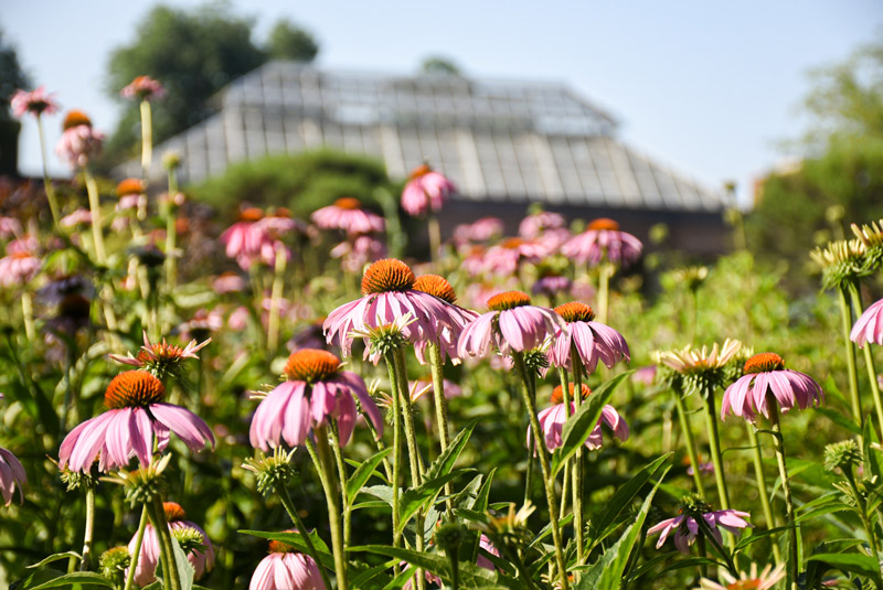 Pink blooms line the foreground as the Orangerie sits in the background.