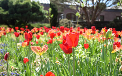 Red tulips in bloom during springtime.