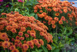 Orange and red mums in bloom in the Entry Garden.