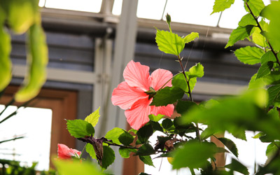 A hibiscus blooms in the Orangerie.