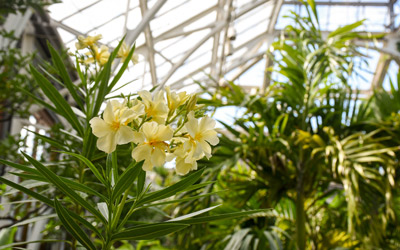 Yellow oleander flowers bloom from a plant in the Orangerie.