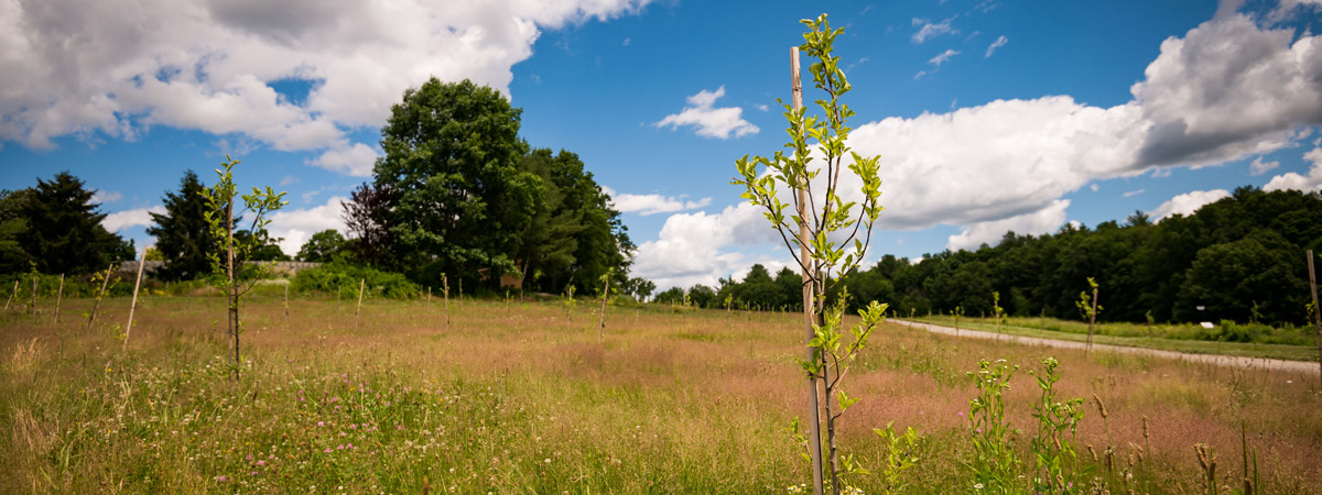 The apple orchard in Summer 2022.