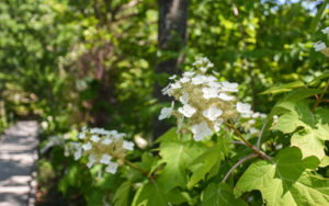 Oakleaf hydrangea blooms along Pliny's.