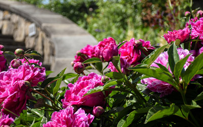 Vibrant peonies bloom by the stairs of the Secret Garden.