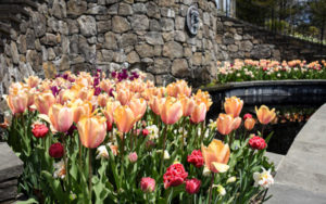 Tulips bloom in the early spring where the temperature is slightly warmer in the Secret Garden.