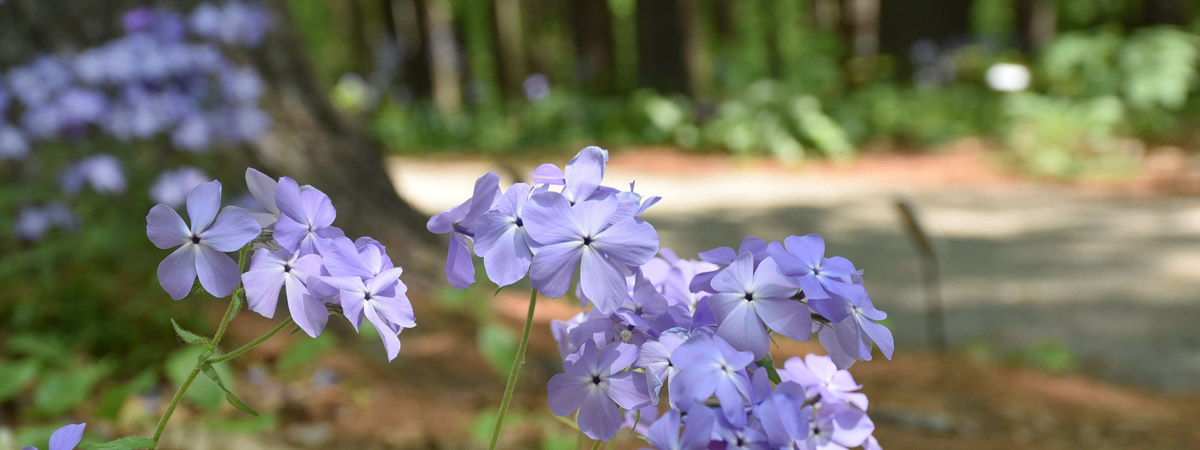Purple garden phlox in bloom.