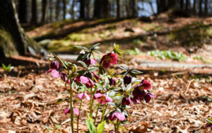 Pink-purple hellebores bloom near the Moss Steps.