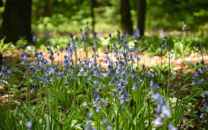 A sea of bluebells blooms in the Shade Garden.