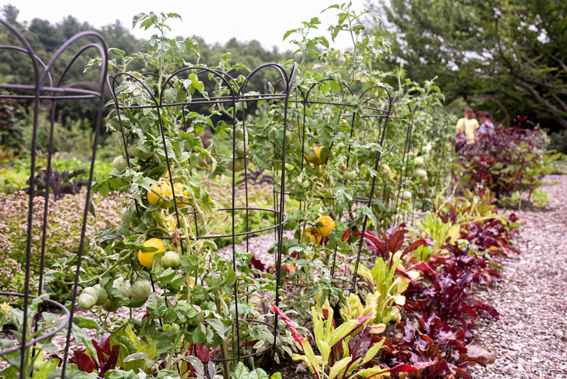 Tomatoes grow along a row in the Vegetable Garden.