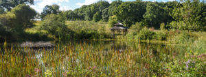 A summertime image of the pond with cattails growing wildly.