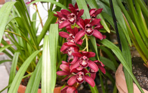 October blooms a Cymbidium orchid blooms in the Orangerie.