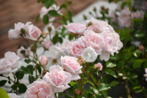 Light pink roses in bloom under the pergolas at the top of the Secret Garden.