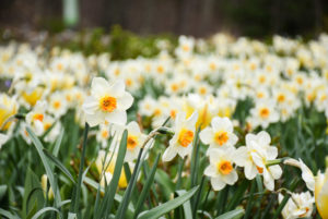 Daffodils in bloom in April.